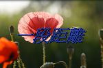 香港希望之聲