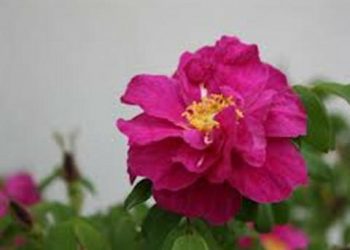 【花園漫步】 第17集：玫瑰（Rose）的種前準備：土壤的化學特性（7）