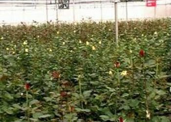【花園漫步】第18集：玫瑰（Rose）的選地與基肥（8）