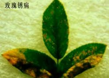 【花園漫步】第36集：玫瑰（Rose）的病蟲害防治（26）銹病