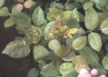 【花園漫步】第37集：玫瑰（Rose）的病蟲害防治（27）土壤真菌與病毒病