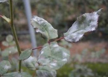 【花園漫步】第38集：玫瑰（Rose）的病蟲害防治（28）蟲害