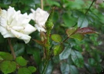 【花園漫步】第39集：玫瑰（Rose）的病蟲害防治（29）蚜蟲