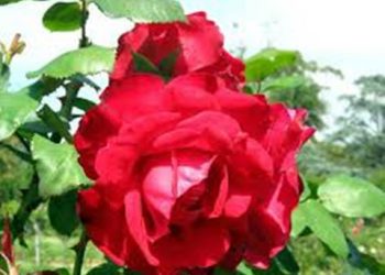 【花園漫步】第40集：玫瑰（Rose）的病蟲害防治（30）蚧殼蟲