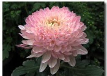 【花園漫步】第41集：種菊