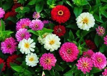 【花園漫步】第42集：翠菊（1）