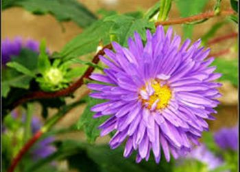 【花園漫步】第43集：翠菊（2）