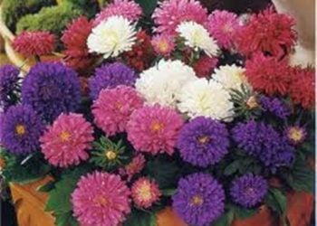 【花園漫步】第44集：翠菊（3）