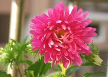 【花園漫步】第45集：翠菊（4）