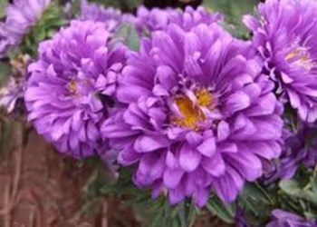 【花園漫步】第46集：翠菊（5）
