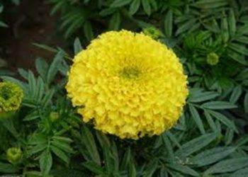 【花園漫步】第47集：萬壽菊