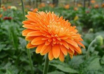 【花園漫步】第48集：非洲菊（Gebera）（1）