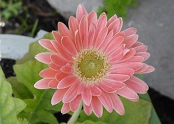 【花園漫步】第49集：非洲菊（Gebera）（2）