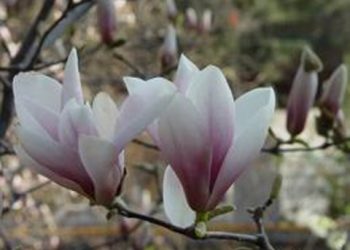 【花園漫步】第52集：玉蘭花 (1)