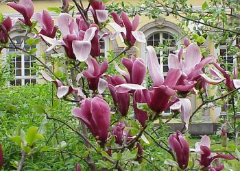 【花園漫步】第53集：玉蘭花(2) Magolia