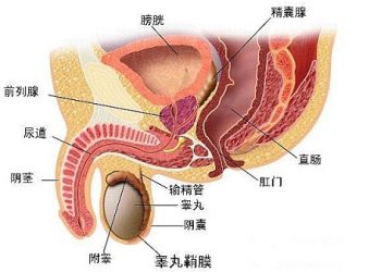 【快樂之源話健康】前列腺癌