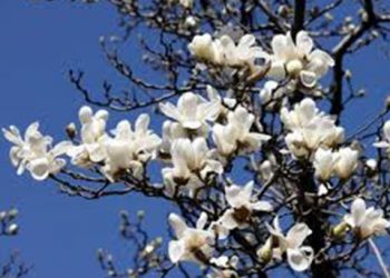 【花園漫步】第54集：玉蘭花 (3) Magolia