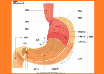 【中醫與養生】胃的功能