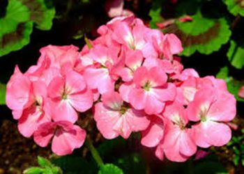 【花園漫步】第55集：天竺葵 (1) Pehargonium