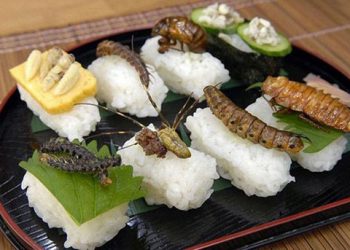 日本吃蟲俱樂部 鑽研野味鮮吃法