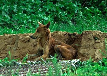印度忠犬守主人墓 不吃不喝15天