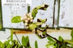 香港希望之聲