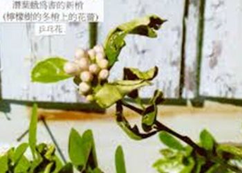 【花園漫步】第57集：秋天的花園工作（一）