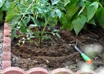 【花園漫步】第58集：秋天的花園工作（二）施肥