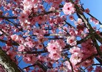 【花園漫步】第60集：冬末的花園工作（1）　