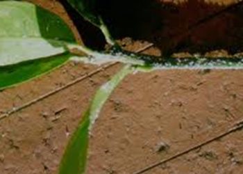 【花園漫步】第62集：花園冬末的施肥與覆蓋