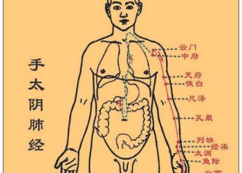 【中醫與養生】手太陰肺經