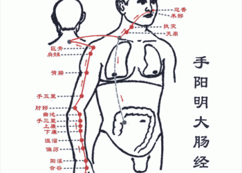 【中醫與養生】手陽明大腸經