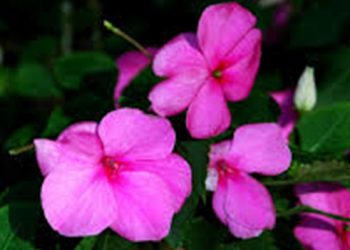 【花園漫步】第66集：鳳仙花 Impatiens (1)