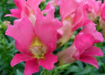 【花園漫步】第67集：鳳仙花 Impatiens (2)