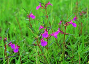 【花園漫步】第68集：鳳仙花Impatiens(3)