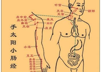 【中醫與養生】手太陽小腸經