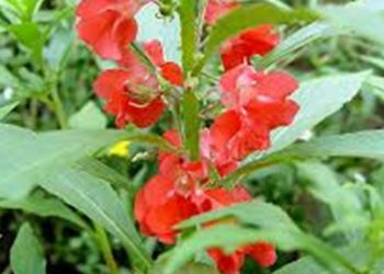 【花園漫步】第69集：鳳仙花Impatiens(4)