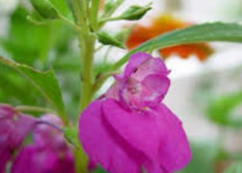 【花園漫步】第70集：鳳仙花Impatiens(5)