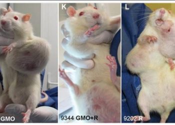 基改玉米引發腫瘤？Séralini論文爭議事件始末