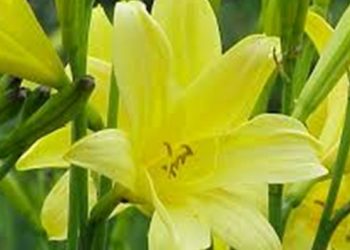 【花園漫步】第76集：萱草 Day Lily