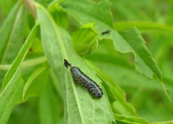 【奇聞異事】 萬物有靈！植物「聽到」葉子被吃掉會自衛