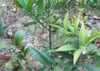 【花園漫步】第79集：落葉樹加草渣成為腐植質