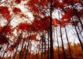 【花園漫步】第80集：落葉樹的故事