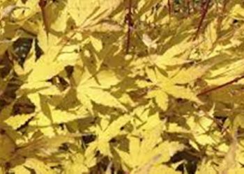 【花園漫步】第82集：秋色落葉樹的栽種