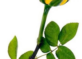 【慧思蘭心】 一朵玫瑰花