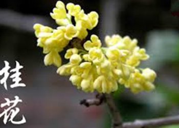 【花園漫步】第86集：桂花