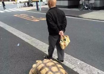 不可思議！日本街頭出現「龜仙人」？