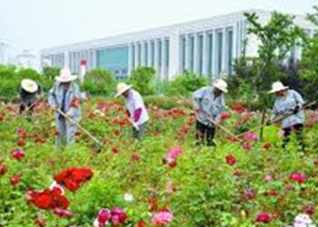【花園漫步】第88集：花園的管理（2）
