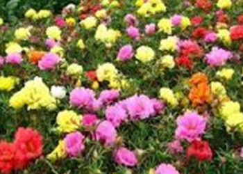 【花園漫步】第89集：栽種耐旱耐熱的花