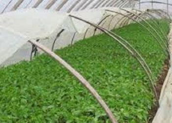 【花園漫步】第90集：冬天的種植